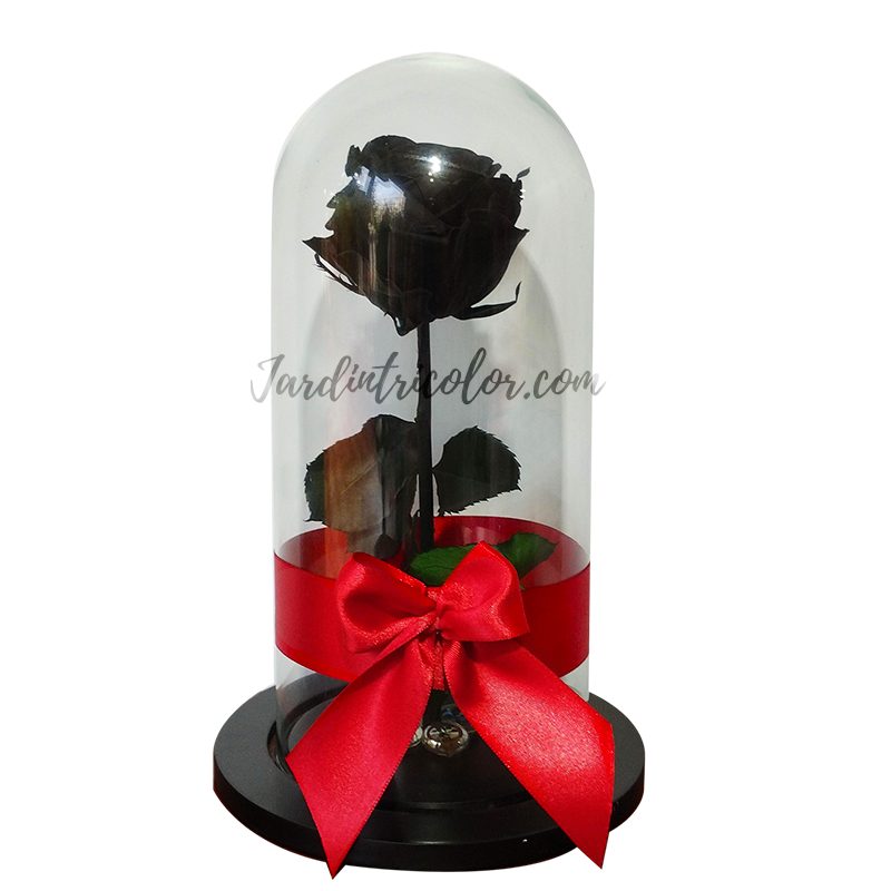 Rosa Preservada Negra