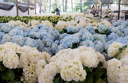 Hortensia Blanca