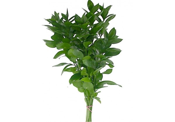 Ruscus _ Paquete