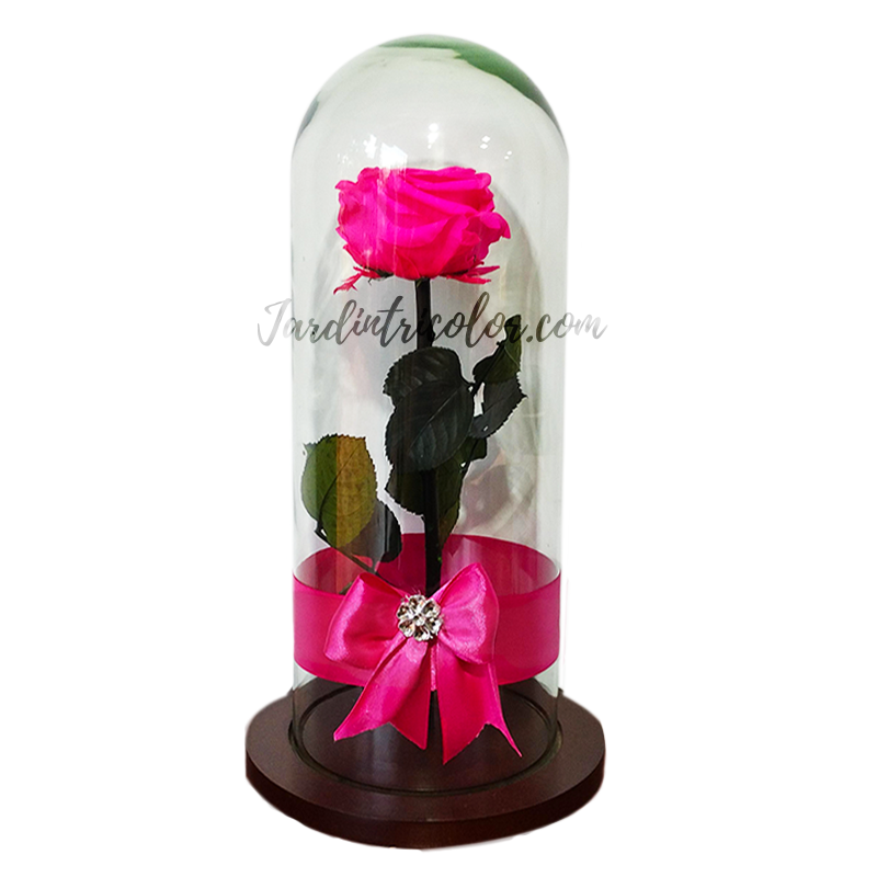 Rosa Preservada Fucsia