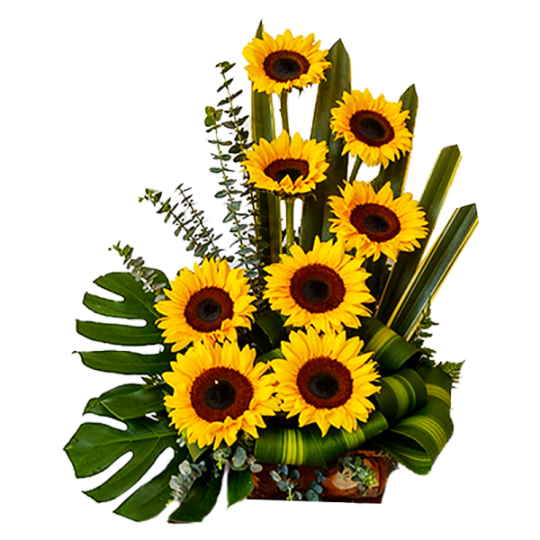 Girasoles impresionantes