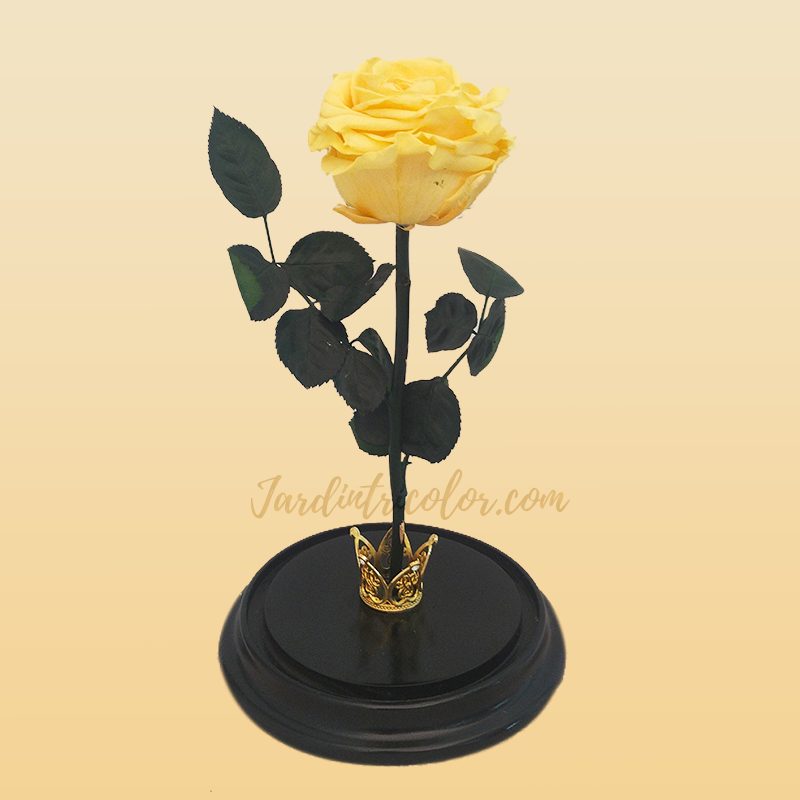 Rosa Preservada Amarilla - Imagen 2