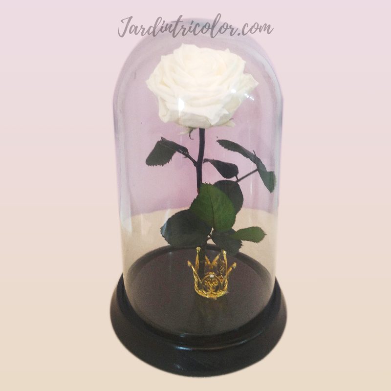 Rosa Preservada Blanca 25 Cms