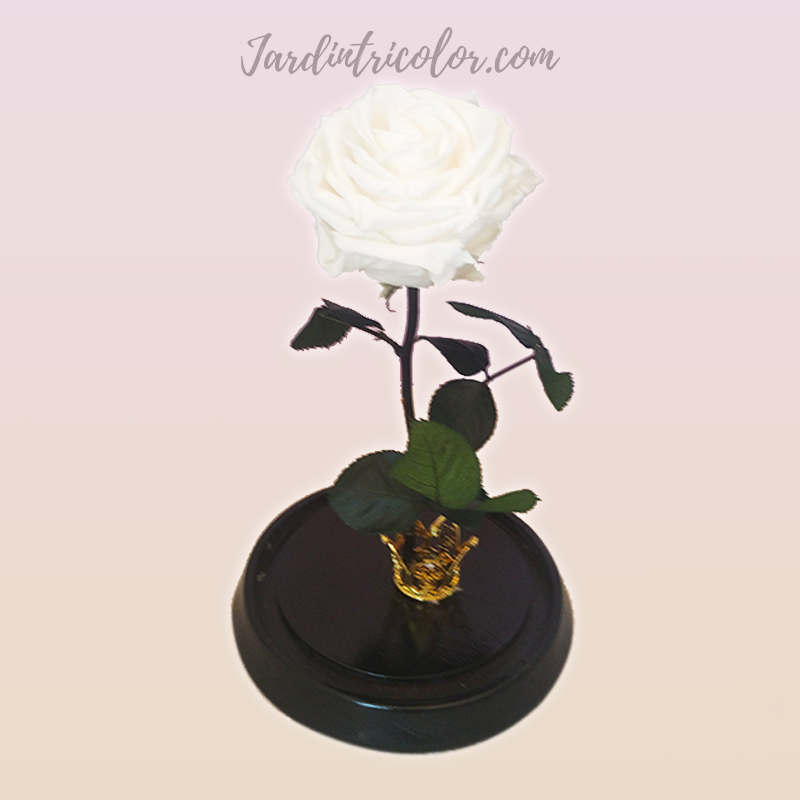 Rosa Preservada Blanca 25 Cms - Imagen 2